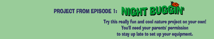 NIGHT BUGGIN'   Try this really fun and cool nature project on your own!  You'll need your parents' permission to stay up late to set up your equipment.