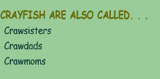 Cray fish are also called:  A) Craw sisters  B) Craw dads  C) Craw moms
